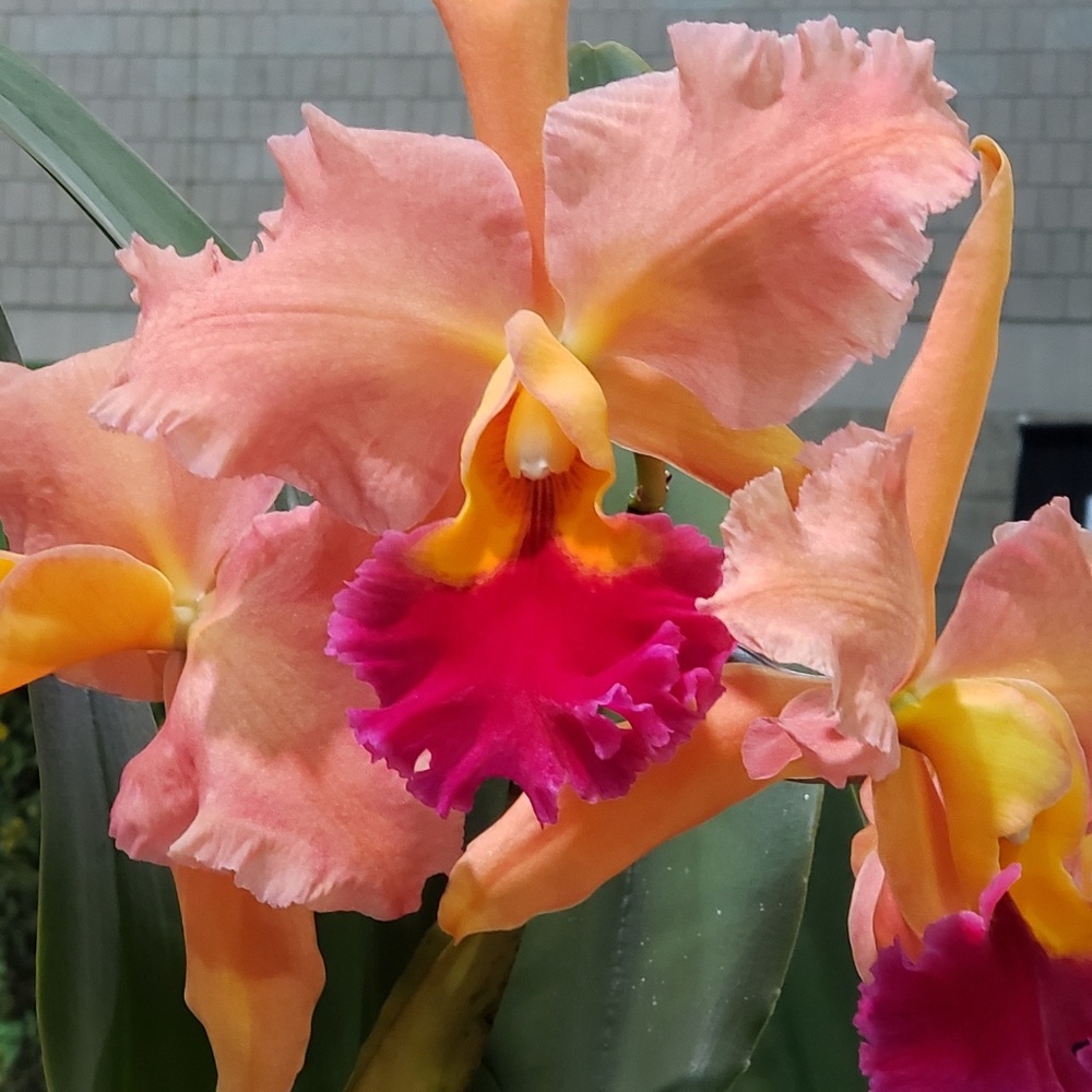 Meet your Posher, Cari